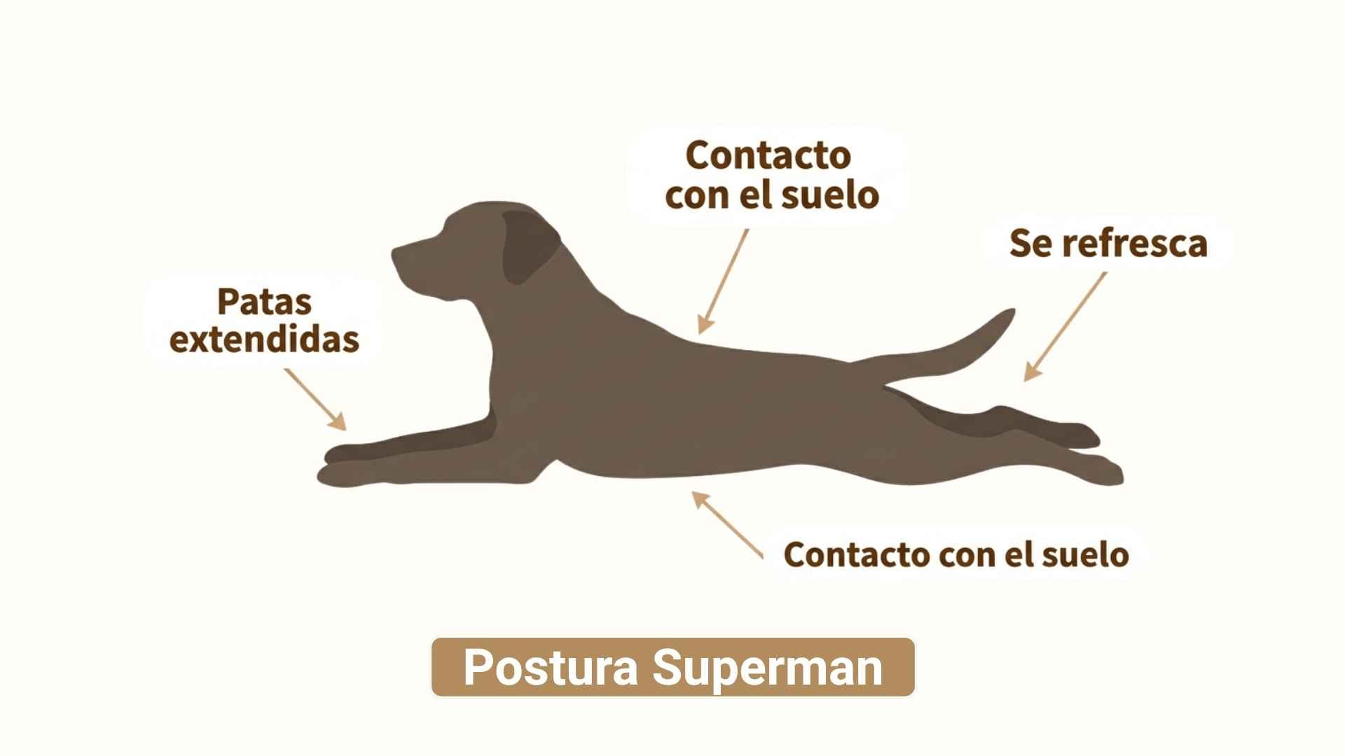 Postura Superman para dormir perros